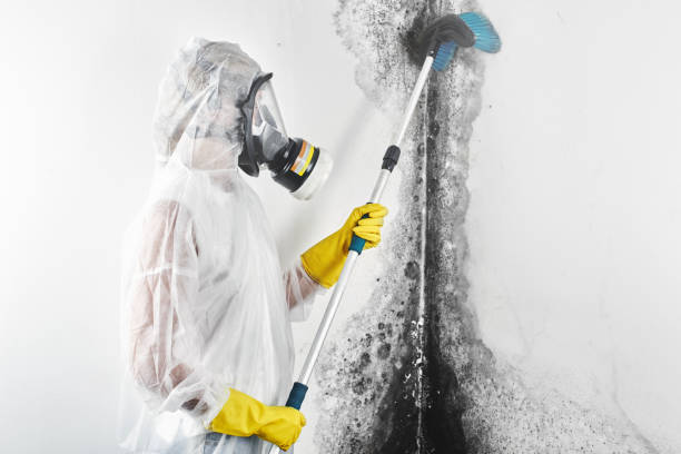 Best Mold Odor Removal Services  in Sonoma State University, CA